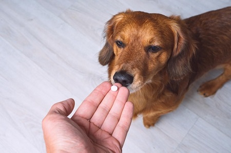Personal Sensitivity and Allergies in dog