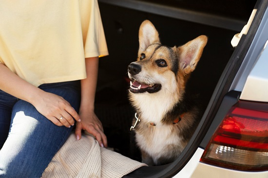 Secure Space for Your Dog in car