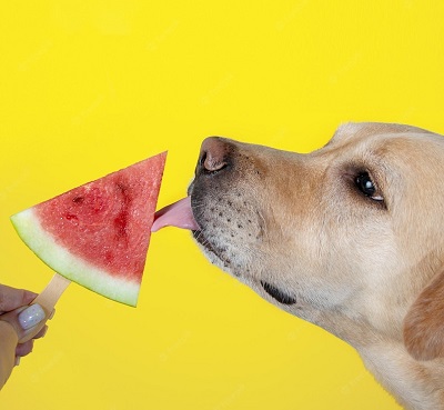 watermelon-benefits-for-dog