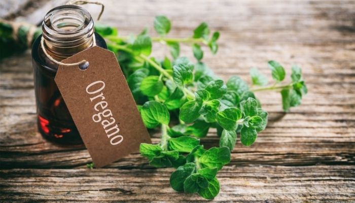 Oregano Oil