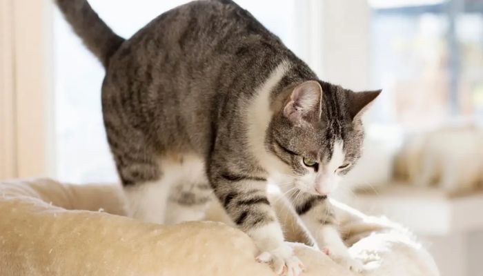 Kneading ("Making Biscuits")